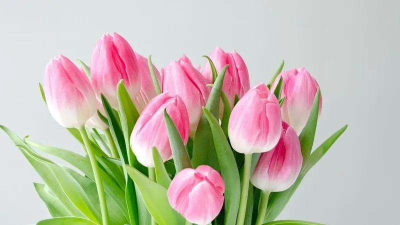 Ảnh hoa tulip đẹp kiêu sa, đại diện cho sự tinh tế