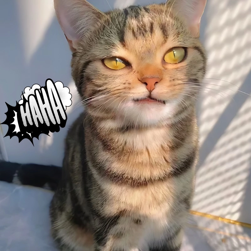 Hình mèo bựa cute dễ thương mà vẫn tràn đầy sự lầy lội