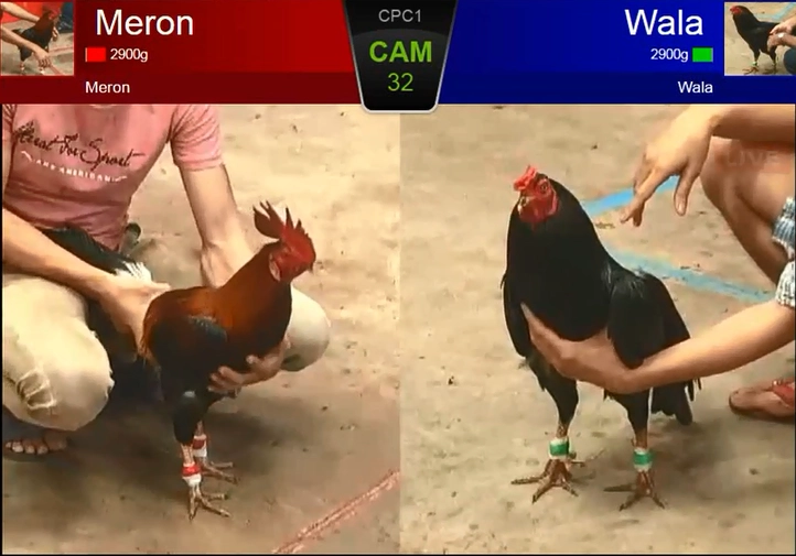 Livestream Đá Gà SV368 giúp dễ dàng nhận biết sức bền của chiến kê.