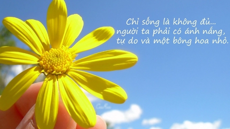 Bộ sưu tập stt thả thính bằng thơ ngọt lịm tim