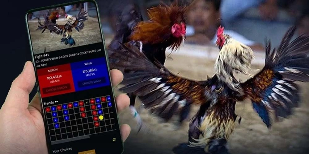  Video HD trên SV368 hỗ trợ quan sát lông, mắt, vảy của chiến kê.
