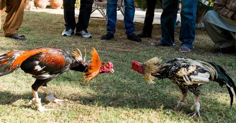 Checklist nhanh trước khi đặt cược gà đá GO88 theo lịch sử thi đấu